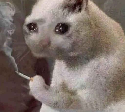 Sad Cat Sticker